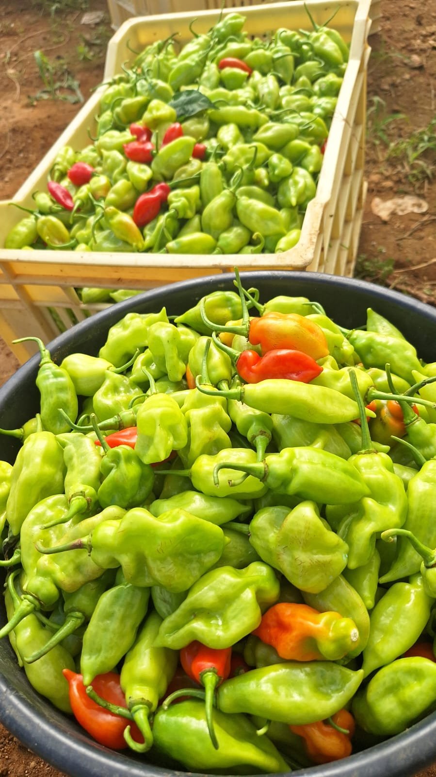 Piments végétarien